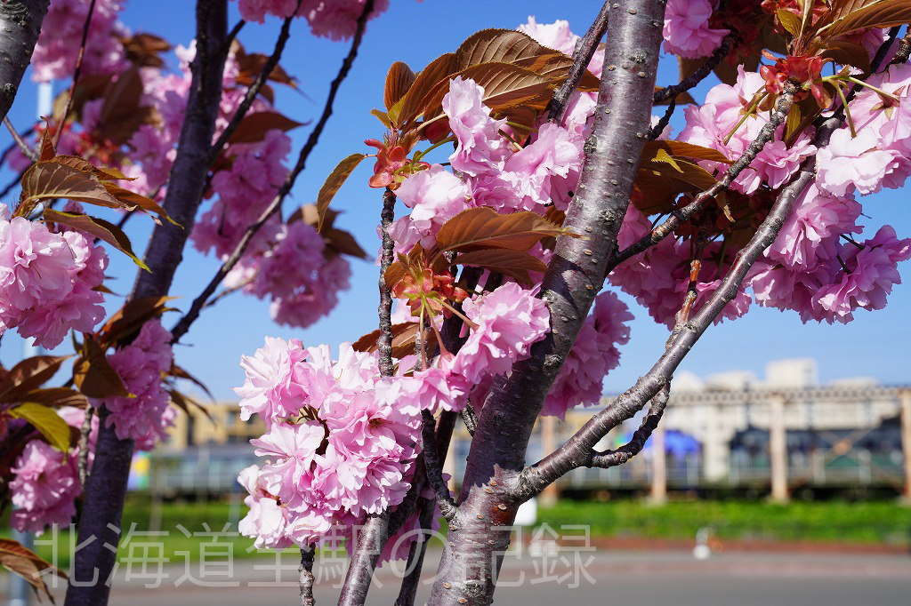 森林公園駅 森林公園駅